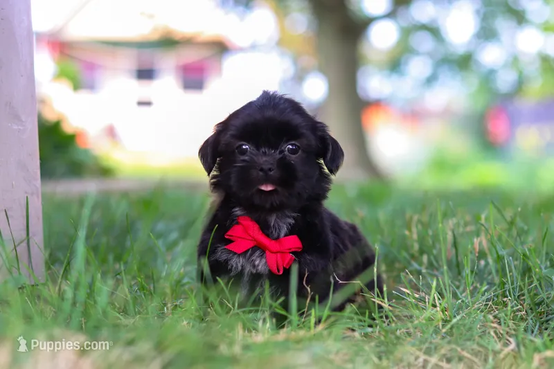 Finn – Shih Tzu puppy for sale in Baltic, OH