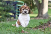 Adin, a male Cockapoo for sale in Baltic, OH – 4 of 9