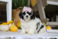 Willow, a female Shih Tzu for sale in Baltic, OH – Photo 3 of 4