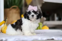 Willow, a female Shih Tzu for sale in Baltic, OH – Photo 2 of 4