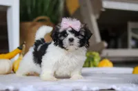 Willow, a female Shih Tzu for sale in Baltic, OH – Photo 1 of 4