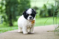 Bentley, a male Shihpoo for sale in Baltic, OH – 3 of 8