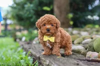 Jax, a male Poodle - Miniature  for sale in Baltic, OH – 1 of 8