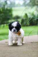 Bentley, a male Shihpoo for sale in Baltic, OH – 5 of 8