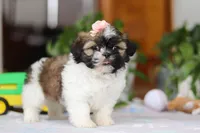 Nora, a female Shih Tzu for sale in Baltic, OH – Photo 5 of 6