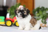 Nora, a female Shih Tzu for sale in Baltic, OH – Photo 1 of 6