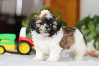 Nora, a female Shih Tzu for sale in Baltic, OH – Photo 3 of 6
