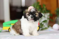 Nora, a female Shih Tzu for sale in Baltic, OH – Photo 4 of 6