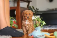 Fiona, a female Poodle - Miniature  for sale in Baltic, OH – 8 of 9