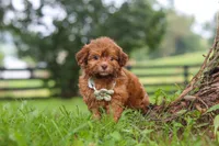Waffles, a male Shihpoo for sale in Baltic, OH – 5 of 6