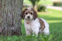 Angela, a female Cockapoo for sale in Baltic, OH – 2 of 7
