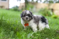 Biscuit, a male Shihpoo for sale in Baltic, OH – 2 of 7