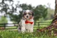 Scout, a male Shihpoo for sale in Baltic, OH – 5 of 7