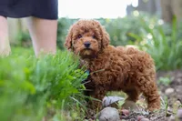Apollo, a male Poodle - Miniature  for sale in Baltic, OH – 2 of 10