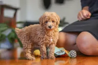Brianna, a female Poodle - Miniature  for sale in Baltic, OH – 7 of 8