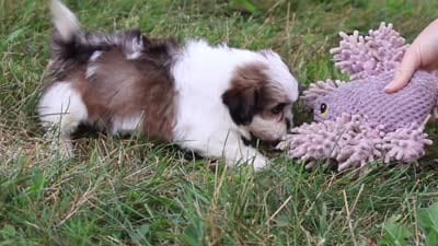 Summer, a female Shih Tzu for sale in Baltic, OH – 8 of 8
