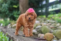 Posie, a female Poodle - Miniature  for sale in Baltic, OH – 2 of 6