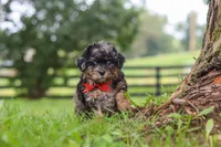 Koda, a male Shihpoo for sale in Baltic, OH – 2 of 7