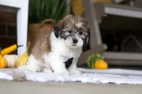 Dallas, a male Havanese and Shih Tzu for sale in Baltic, OH – Photo 3 of 6