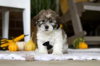 Dallas, a male Havanese and Shih Tzu for sale in Baltic, OH – Photo 2 of 6