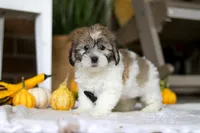 Dallas, a male Havanese and Shih Tzu for sale in Baltic, OH – Photo 4 of 6