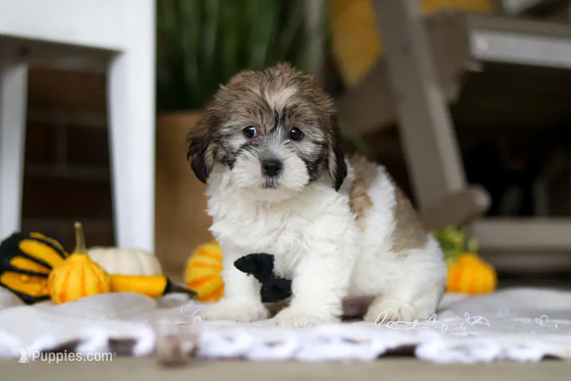 Dallas, a male Havanese and Shih Tzu for sale in Baltic, OH – Photo 1 of 6