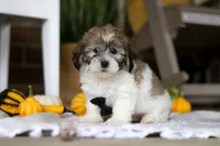 Dallas, a male Havanese and Shih Tzu for sale in Baltic, OH – Photo 1 of 6