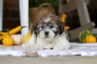 Dallas, a male Havanese and Shih Tzu for sale in Baltic, OH – Photo 5 of 6