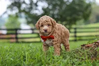 Milo, a male Poodle - Miniature  for sale in Baltic, OH – 6 of 7