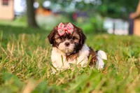 Rosie, a female Shih Tzu for sale in Baltic, OH – 5 of 10