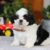 Gordon, a male Shih Tzu for sale in Baltic, OH – Photo 8 of 10