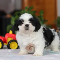 Gordon, a male Shih Tzu for sale in Baltic, OH – Photo 6 of 10