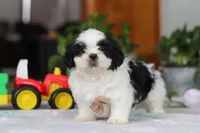 Gordon, a male Shih Tzu for sale in Baltic, OH – Photo 6 of 10
