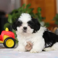 Gordon, a male Shih Tzu for sale in Baltic, OH – Photo 1 of 10