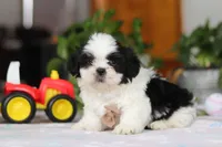 Gordon, a male Shih Tzu for sale in Baltic, OH – Photo 1 of 10