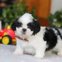 Gordon, a male Shih Tzu for sale in Baltic, OH – Photo 7 of 10