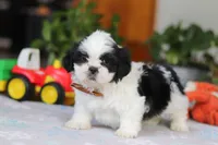 Gordon, a male Shih Tzu for sale in Baltic, OH – Photo 7 of 10