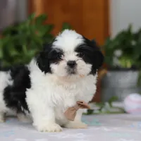 Gordon, a male Shih Tzu for sale in Baltic, OH – Photo 3 of 10