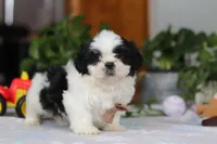 Gordon, a male Shih Tzu for sale in Baltic, OH – Photo 3 of 10