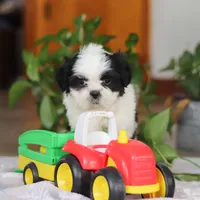 Gordon, a male Shih Tzu for sale in Baltic, OH – Photo 9 of 10