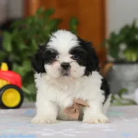 Gordon, a male Shih Tzu for sale in Baltic, OH – Photo 4 of 10