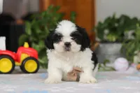 Gordon, a male Shih Tzu for sale in Baltic, OH – Photo 4 of 10