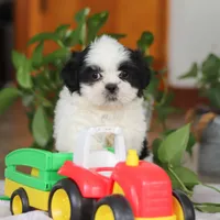 Gordon, a male Shih Tzu for sale in Baltic, OH – Photo 10 of 10