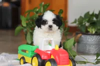 Gordon, a male Shih Tzu for sale in Baltic, OH – Photo 10 of 10