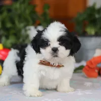 Gordon, a male Shih Tzu for sale in Baltic, OH – Photo 5 of 10