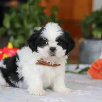 Gordon, a male Shih Tzu for sale in Baltic, OH – Photo 2 of 10