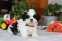 Gordon, a male Shih Tzu for sale in Baltic, OH – Photo 2 of 10
