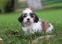 Lucy, a female Shih Tzu for sale in Baltic, OH – Photo 6 of 7