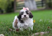 Lucy, a female Shih Tzu for sale in Baltic, OH – Photo 4 of 7