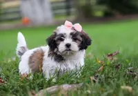 Lucy, a female Shih Tzu for sale in Baltic, OH – Photo 3 of 7